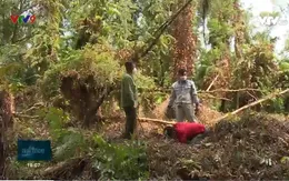 Cà Mau: Hơn 9.000 ha rừng tràm có nguy cơ cháy cao