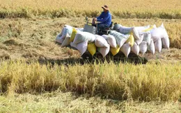 Giá lúa ở Đồng bằng sông Cửu Long đồng loạt tăng