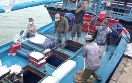 Chủ tàu lao đao vì ngư dân ''nhảy việc''