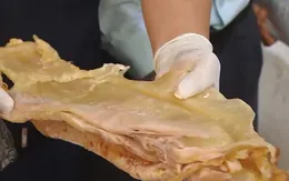 Đẩy mạnh chống buôn lậu động vật hoang dã