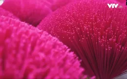 Về thăm làng hương Lai Triều