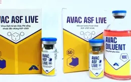 Việt Nam sẽ có vaccine phòng tả lợn châu Phi trong năm 2022