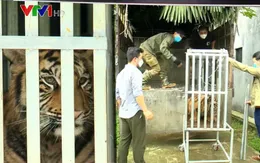 Chuyển 7 con hổ giải cứu ở Nghệ An về Quảng Bình