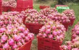 Quý 2/2022, Nam Bộ sẽ cung ứng khoảng 1,2 triệu tấn trái cây chủ lực