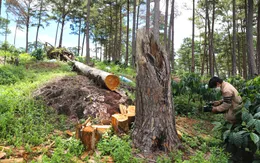 Gần 520 ha rừng bị thiệt hại trong 5 tháng đầu năm 2022