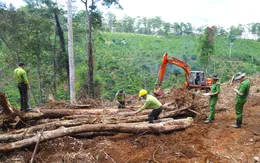 Gần 1,9 ha rừng bị tàn phá: Đình chỉ công tác Chủ tịch xã Lộc Phú