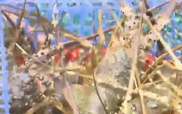 Thận trọng trước tôm hùm giá rẻ