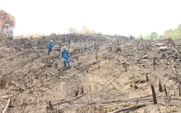 Đắk Lắk: Lập hồ sơ điều tra, xử lý các vụ phá rừng quy mô lớn