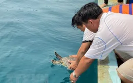 Hiệu quả công tác bảo vệ rùa biển ở Bình Định
