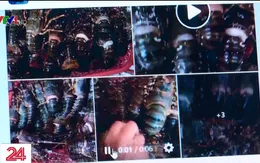 Sự thật tôm hùm "chắc thịt" giá 20.000 đồng/con rao bán trên mạng xã hội