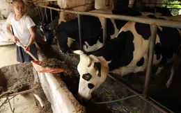 Dòng sữa ngọt lành từ nguồn vốn vay ưu đãi