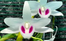 Lan đột biến hết thời "tiền tỷ", tụt dốc rẻ hơn... rau muống