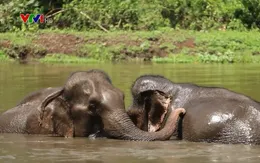 Hãy để voi được nghỉ ngơi