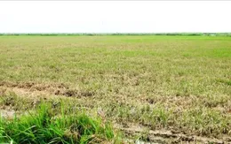 Quảng Bình khôi phục sản xuất sau mưa lũ bất thường