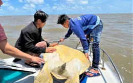 Thả cá thể vích quý hiếm nặng 120 kg về biển