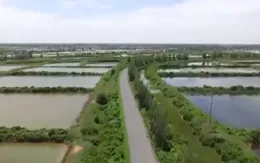 Thủy lợi vùng nuôi tôm chưa được đầu tư xứng tầm