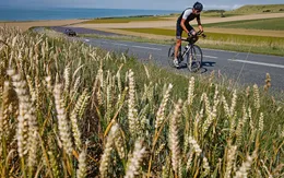 Giá lúa mì châu Âu tăng cao kỷ lục