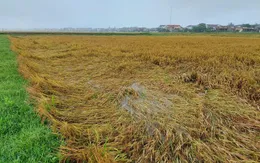 Mưa lớn làm nhiều diện tích lúa gãy đổ tại Quảng Bình và Nghệ An