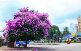 Hà Nội vào hè trong sắc hoa rực rỡ