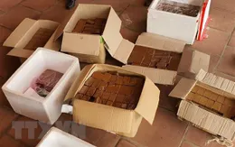 Phá đường dây mua bán hổ để nấu cao