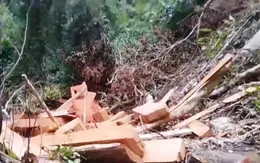 Những cánh rừng tiếp tục bị chặt phá