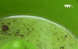 Nguy cơ bùng phát dịch sốt xuất huyết tại TP Hồ Chí Minh