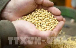 Tháng 4/2022, giá lương thực thế giới giảm nhẹ