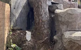 Xử phạt doanh nghiệp xây dựng gây chết cây thông ở Đà Lạt