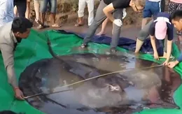 Phát hiện cá nước ngọt lớn nhất thế giới ở Campuchia