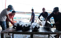 Gần 1,7 tỷ USD hải sản Việt xuất đi các nước