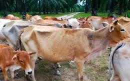 Dịch lở mồm long móng lan rộng ở Indonesia