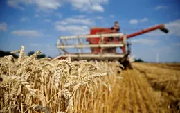 Giá lương thực toàn cầu hạ nhiệt