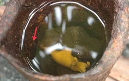 TP. Hồ Chí Minh: Xử lý triệt để 51 điểm nguy cơ gây bệnh sốt xuất huyết được phản ánh qua ứng dụng "Y tế trực truyến"