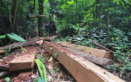 Tạm đình chỉ trạm trưởng trạm bảo vệ rừng tại tỉnh Quảng Bình