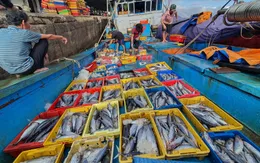 Ngư dân trở lại bám biển sau khi giá dầu giảm