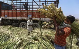 Ngành mía đường: Đau đầu bài toán cung cầu