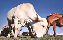 Australia phát hiện virus lở mồm long móng trong thịt