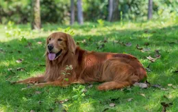 Cách để giữ cho thú cưng luôn thoải mái vào những ngày nắng nóng