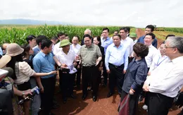 Cuộc trò chuyện của Thủ tướng và người nông dân trên cánh đồng nguyên liệu đạt kỷ lục thế giới