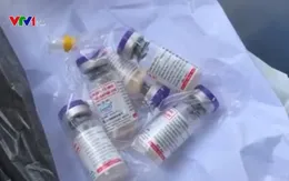 Cảnh báo tình trạng giả vaccine dịch tả lợn châu Phi