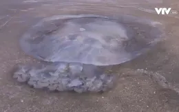 Nguy hiểm khó lường khi tắm biển gặp sứa độc