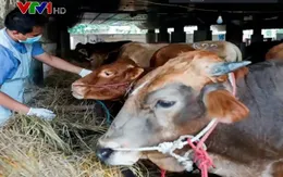 Lễ hội Eid al-Adha "giảm nhiệt" do dịch lở mồm long móng