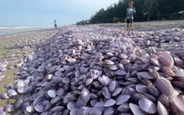 Ngao dạt bờ bất thường, chất đống dọc bãi biển