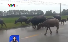 Ẩn hoạ từ việc thả rông trâu