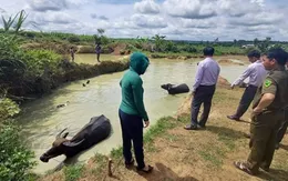 Đắk Lắk: 58 trẻ đuối nước trong 7 tháng đầu năm