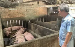 Chấn chỉnh việc cung ứng, sử dụng vaccine dịch tả lợn châu Phi