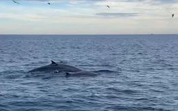 Cá voi xanh lại xuất hiện ở ven biển Đề Gi