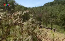 Giao đất cho doanh nghiệp, rừng bị xâm hại nghiêm trọng