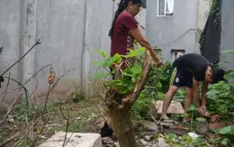 Hà Nội: Tăng cường giám sát phát hiện người mắc sốt xuất huyết trong cộng đồng