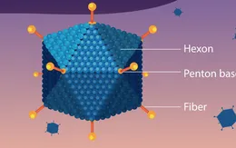 Bệnh do virus Adeno từng bùng phát thành dịch tại Việt Nam